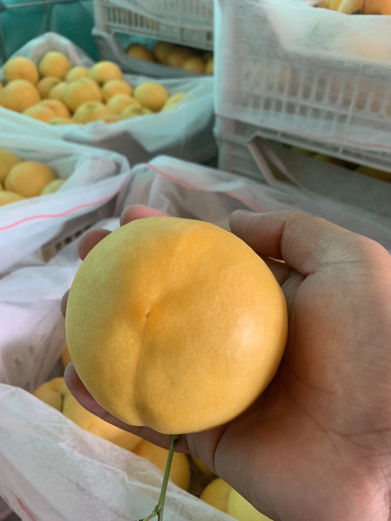 黄金蜜油桃口感甜脆一手货源原产地直发大量有货
