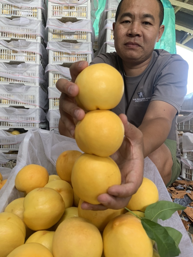 黄金蜜油桃口感甜脆一手货源原产地直发大量有货