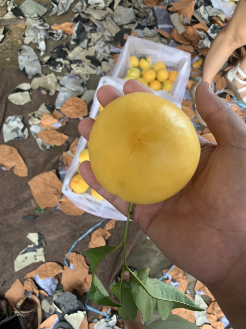 黄金蜜油桃口感甜脆一手货源原产地直发大量有货