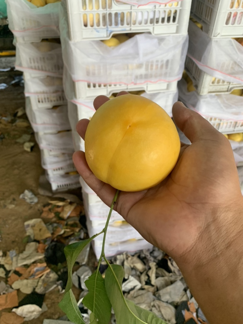 黄金蜜油桃口感甜脆一手货源原产地直发大量有货