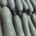 精品冬瓜广东吊冬瓜品质保证现摘现发量大从优