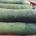 精品冬瓜广东吊冬瓜品质保证现摘现发量大从优