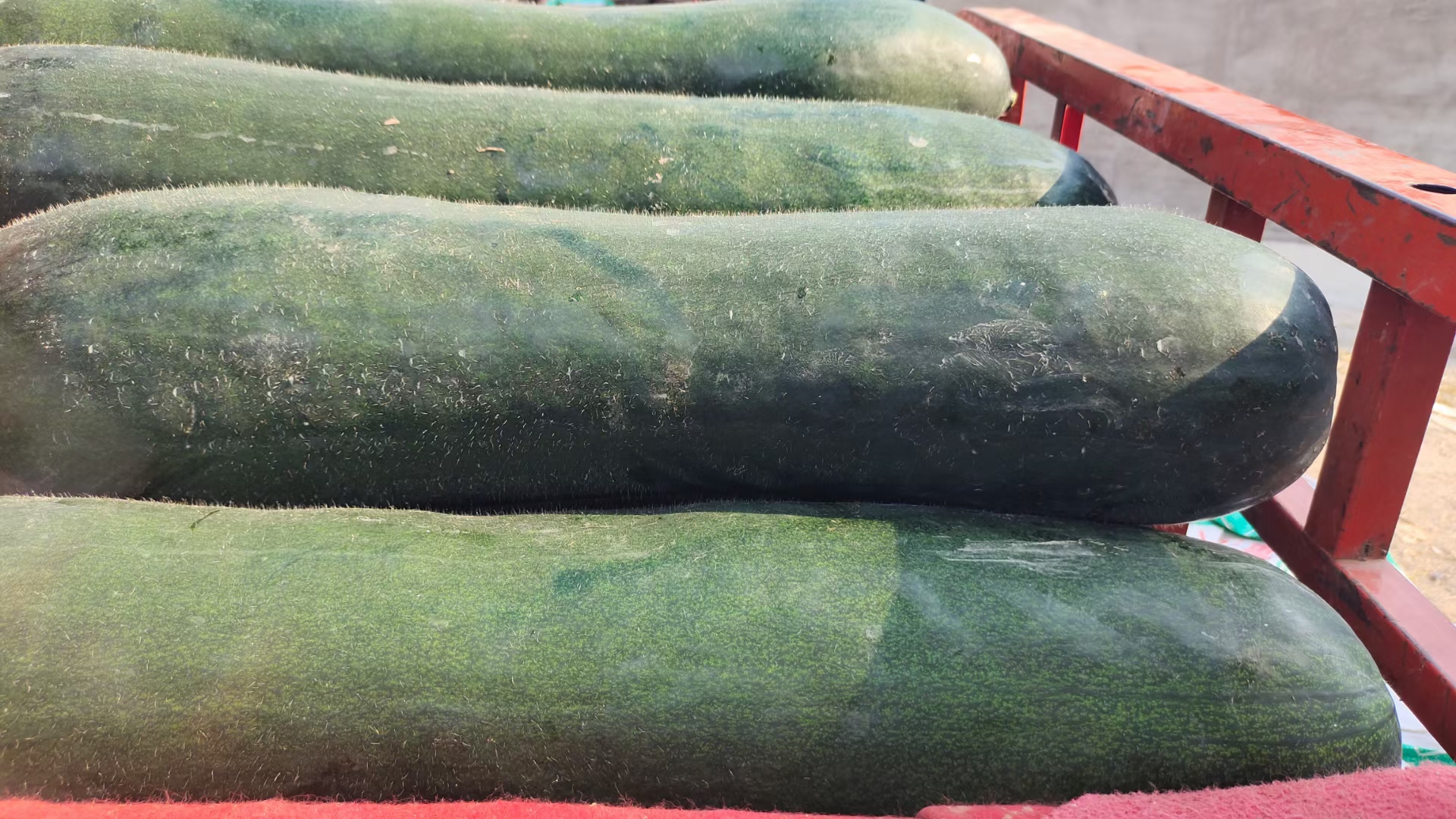 冬瓜储存在阴凉厨房角落