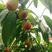早红蜜桃成熟早，抢先上市，开花后到成熟55天，露地成熟