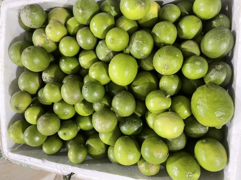 榨汁塔希提无籽青柠榨汁果工厂果皮薄多汁货量大稳定