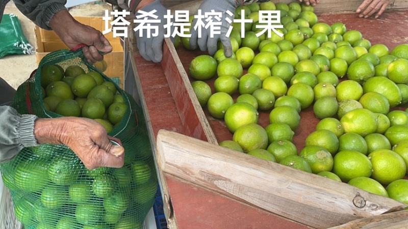 榨汁塔希提无籽青柠榨汁果工厂果皮薄多汁货量大稳定