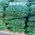 榨汁塔希提无籽青柠榨汁果工厂果皮薄多汁货量大稳定