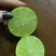 榨汁塔希提无籽青柠榨汁果工厂果皮薄多汁货量大稳定