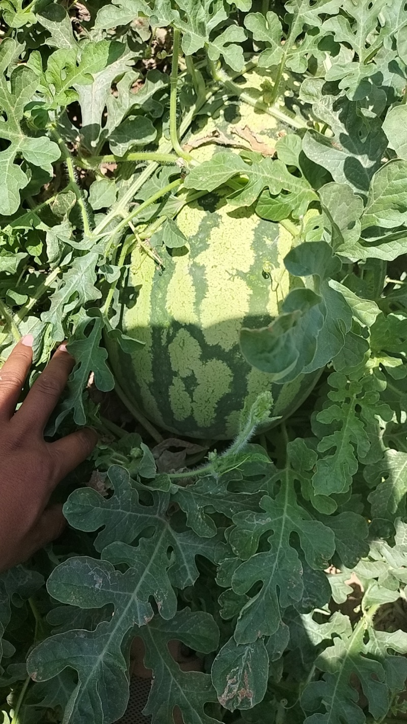 新疆吐鲁番金城西瓜