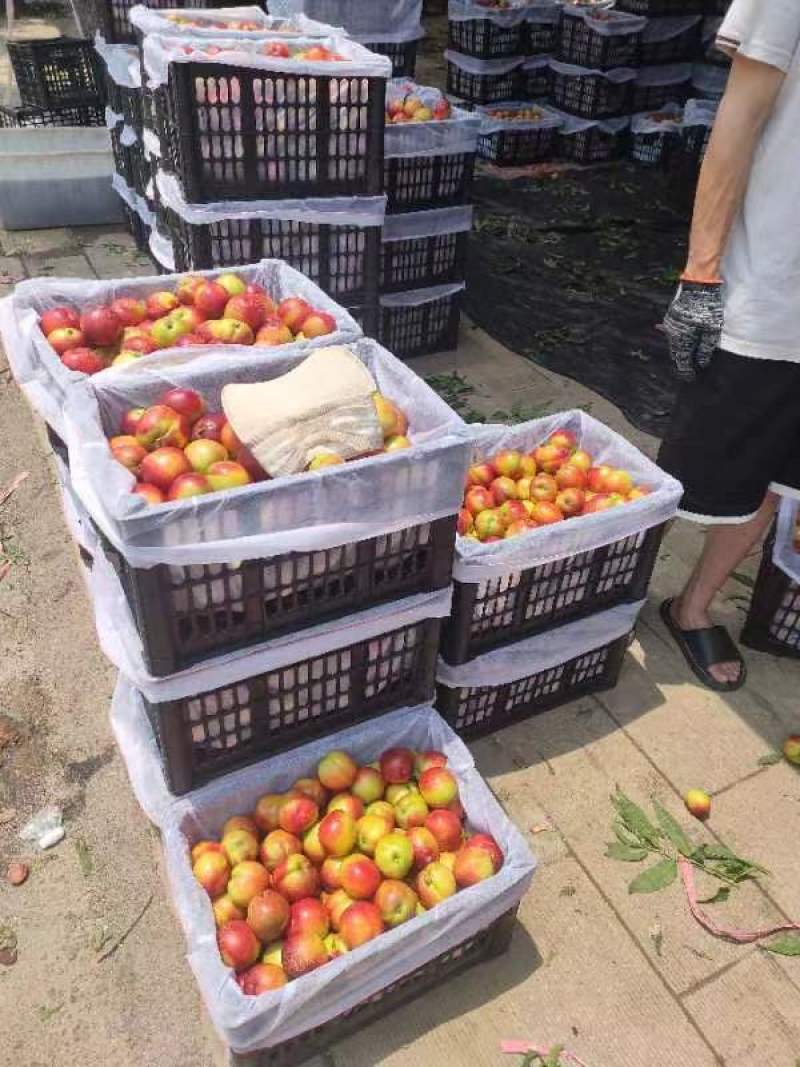 湖北精品金雷桃中油油桃油桃大量上市品质保证