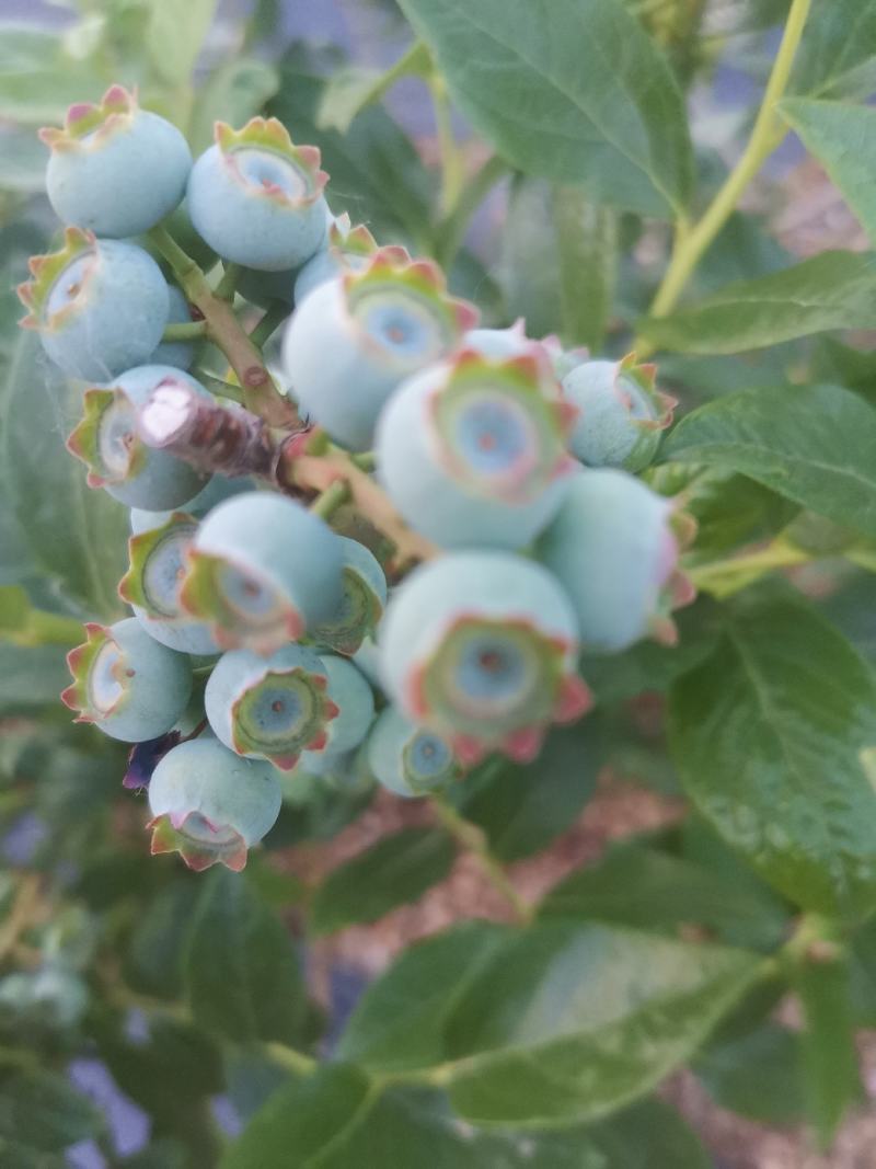 露天蓝莓开始上市，欢迎采购商前来洽谈业务