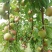 早富贵李子，口感好，皮质厚实，适合长途运输