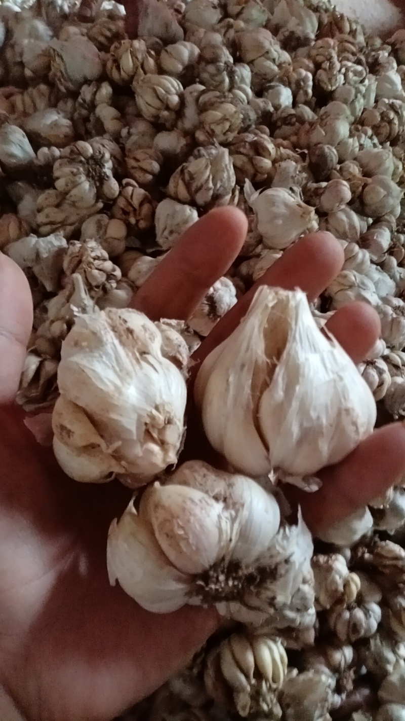 内江紫皮直叶蒜种子