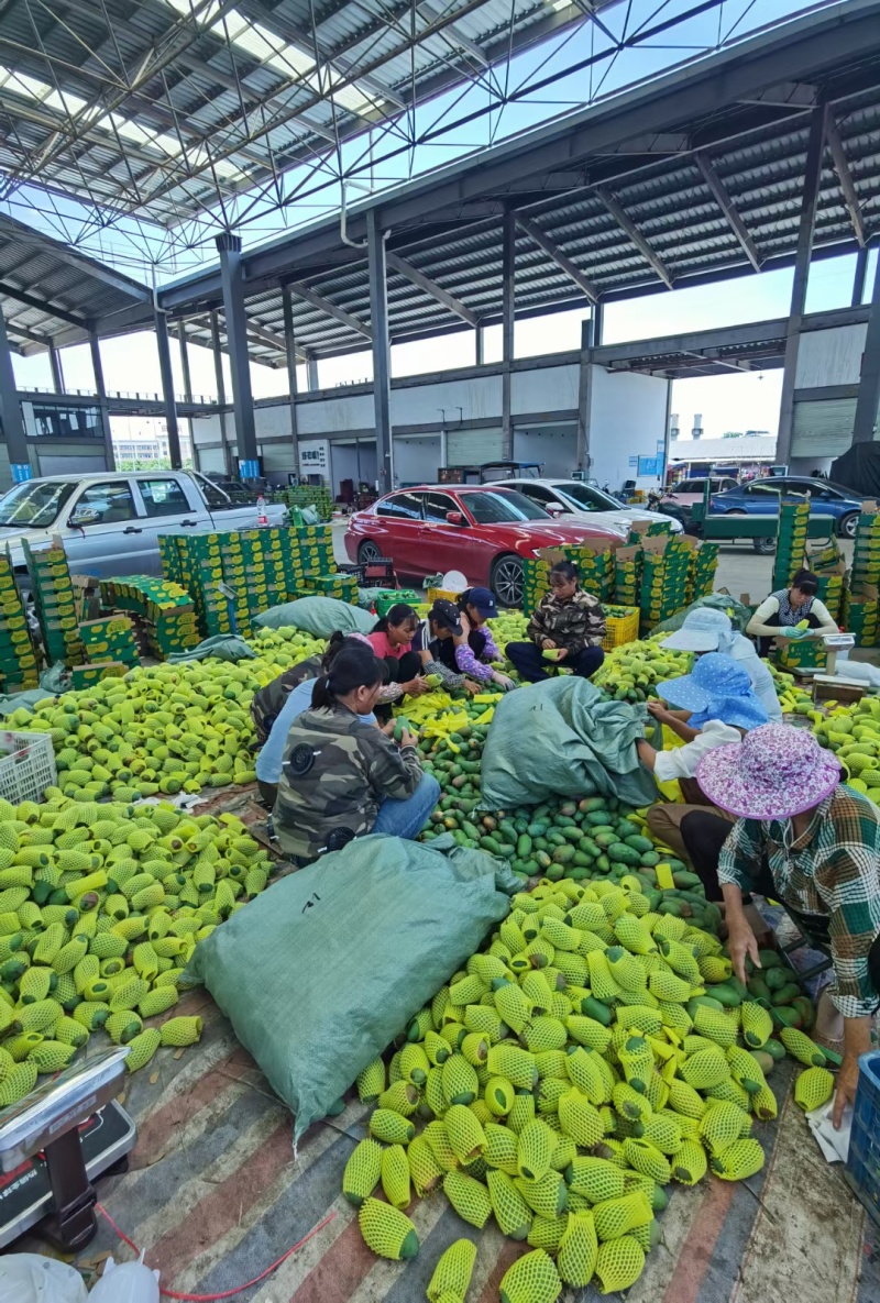 广西甜心金煌芒，承接社区团购，落地配，市场档口，电商代发