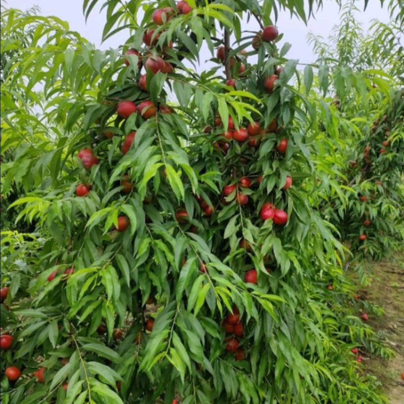 珍珠枣油桃