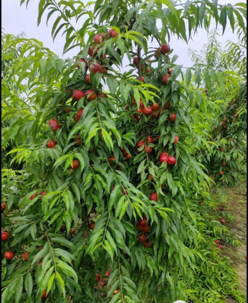 珍珠枣油桃