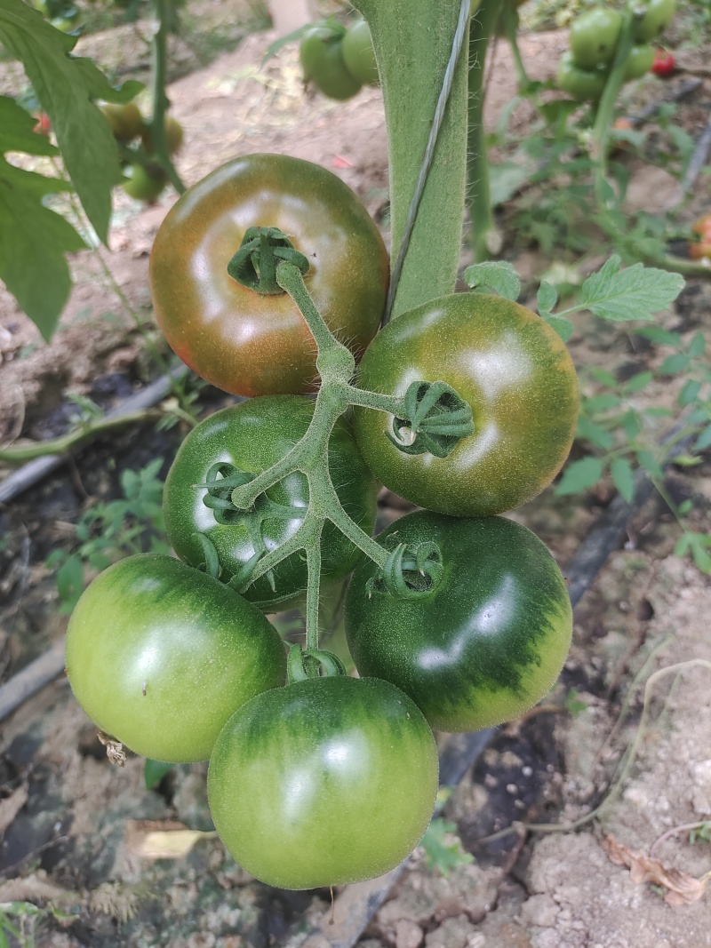 草莓西红柿大量上市，熊蜂受粉，酸甜可口，绿色无公量大从优