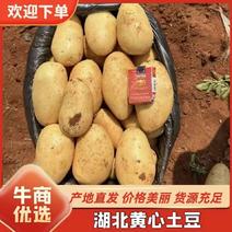 精品实验1号土豆黄心土豆大量上市品质保证量大从优