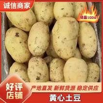 精品沃土5号黄心土豆产地直发品质保证量大从优欢迎