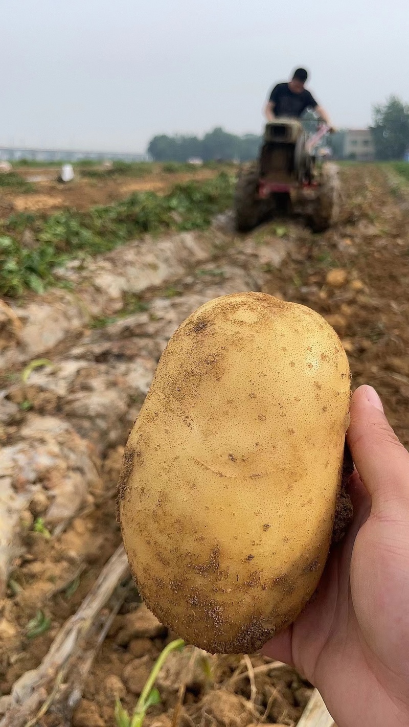 精品沃土5号黄心土豆产地直发品质保证量大从优欢迎联系