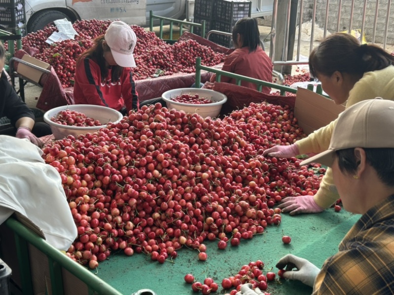 陕西车厘子，樱桃万亩基地