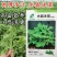 水晶冰菜种子籽水晶冰草种子春秋耐热耐寒凉拌鲜食特色蔬菜种