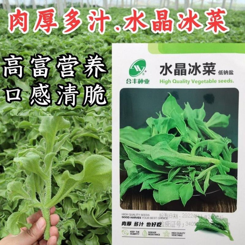 水晶冰菜种子籽水晶冰草种子春秋耐热耐寒凉拌鲜食特色蔬菜种