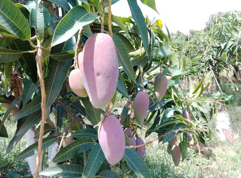 精品芒果贵妃芒一件代发货源充足量大从优质量保证欢迎咨