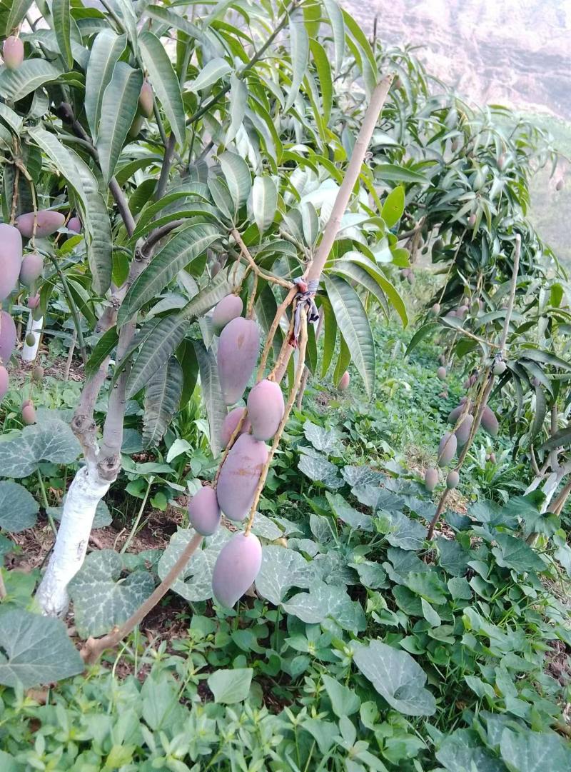 精品芒果贵妃芒一件代发货源充足量大从优质量保证欢迎咨