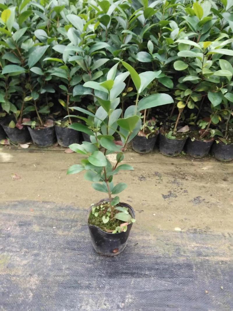 香妃茶花，四季茶花盆栽福建龙岩基地直销