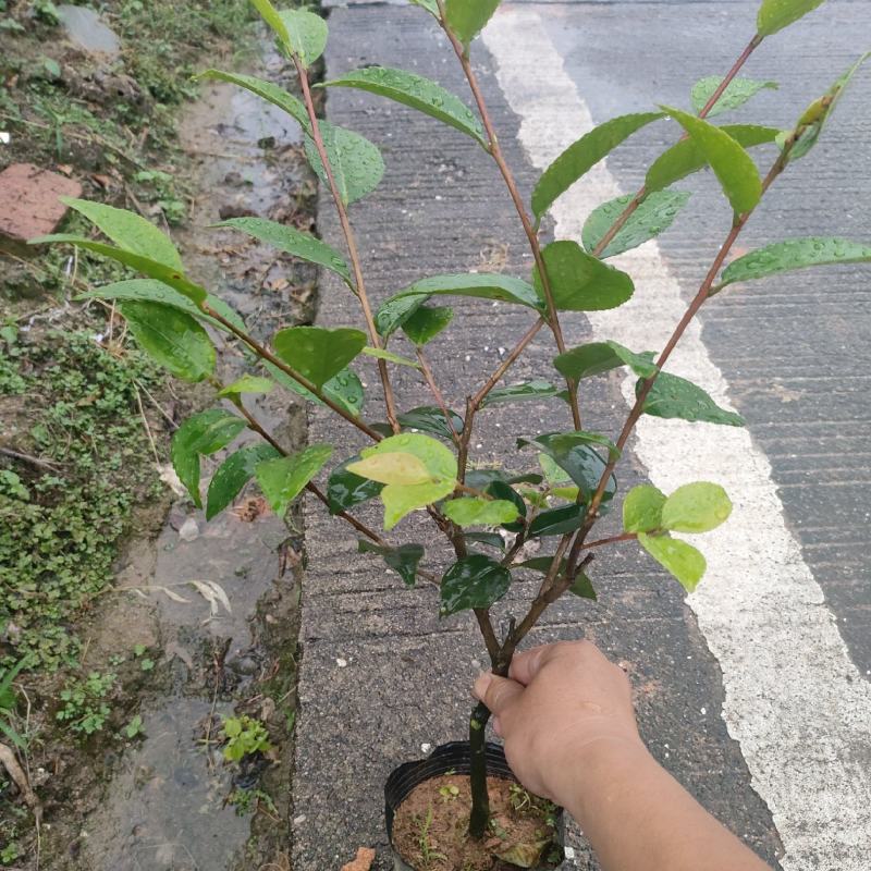 香妃茶花，四季茶花盆栽福建龙岩基地直销