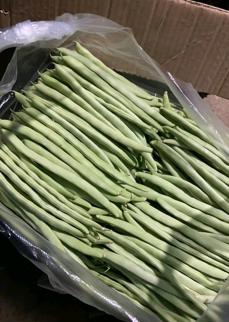 四季豆架豆淮安四季豆产地批发大量供货支持代发全国