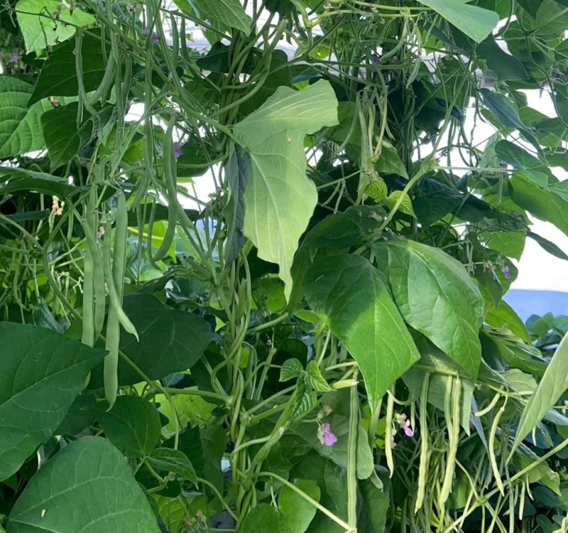 四季豆架豆淮安四季豆产地批发大量供货支持代发全国