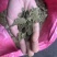 永州宁远一级青饼菜籽枯！有机肥