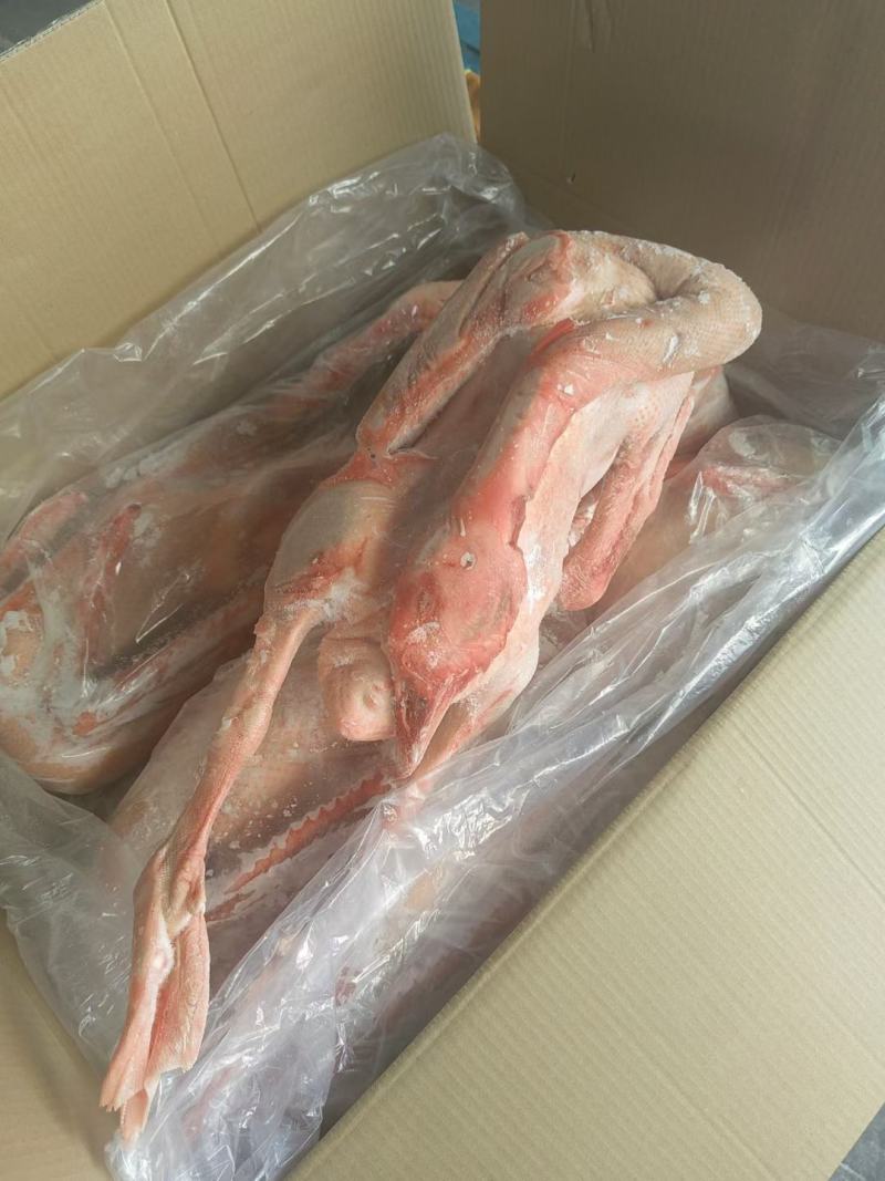 【牛商商家】东北精品鹅（120天）量大从优欢迎咨询