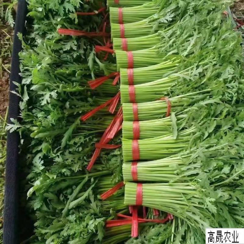 青海小叶茼蒿产地直发长期稳定供货欢迎各位老板咨询