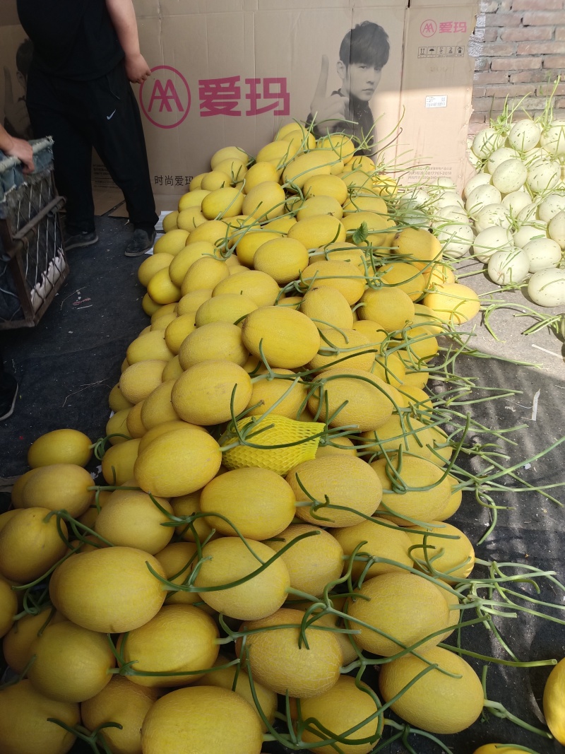 冰激凌玉菇甜瓜，山东莘县网红瓜（玉菇）