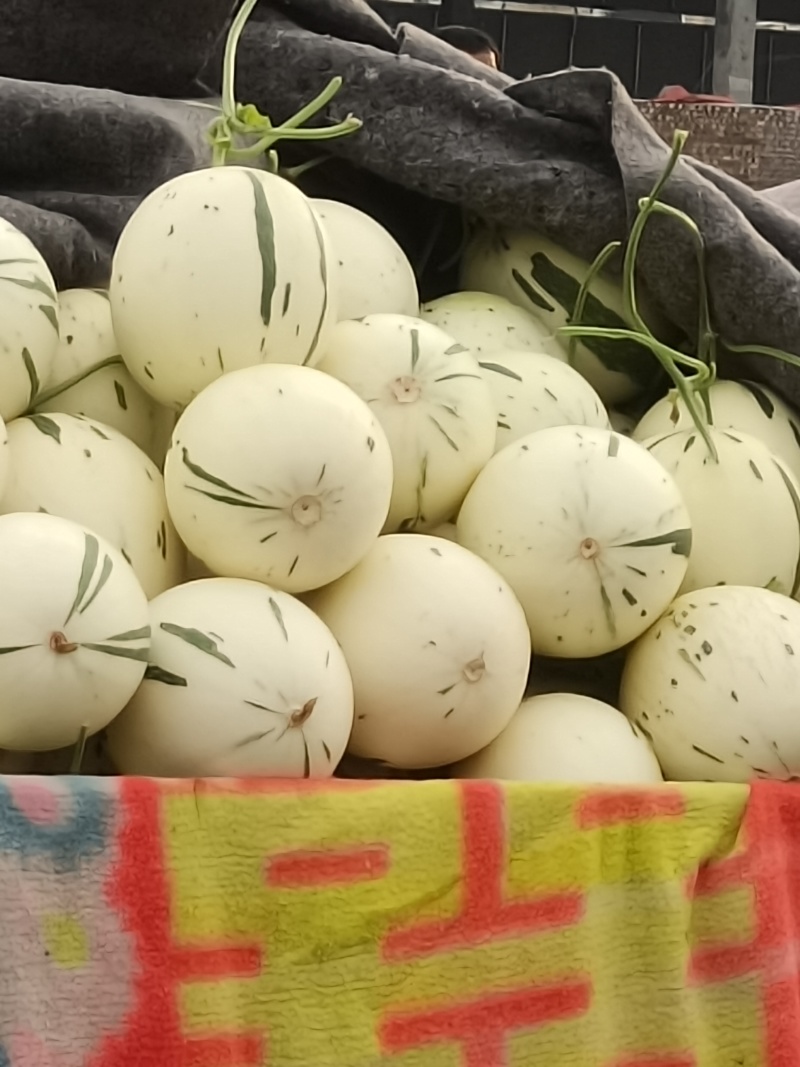冰激凌玉菇甜瓜，山东莘县网红瓜（玉菇）