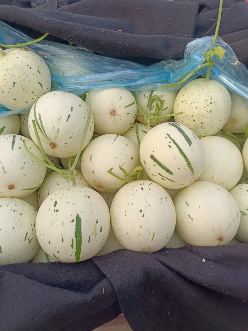 冰激凌玉菇甜瓜，山东莘县网红瓜（玉菇）
