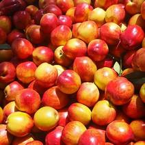 陕西油桃露地货品种齐全果园直供大量：现货