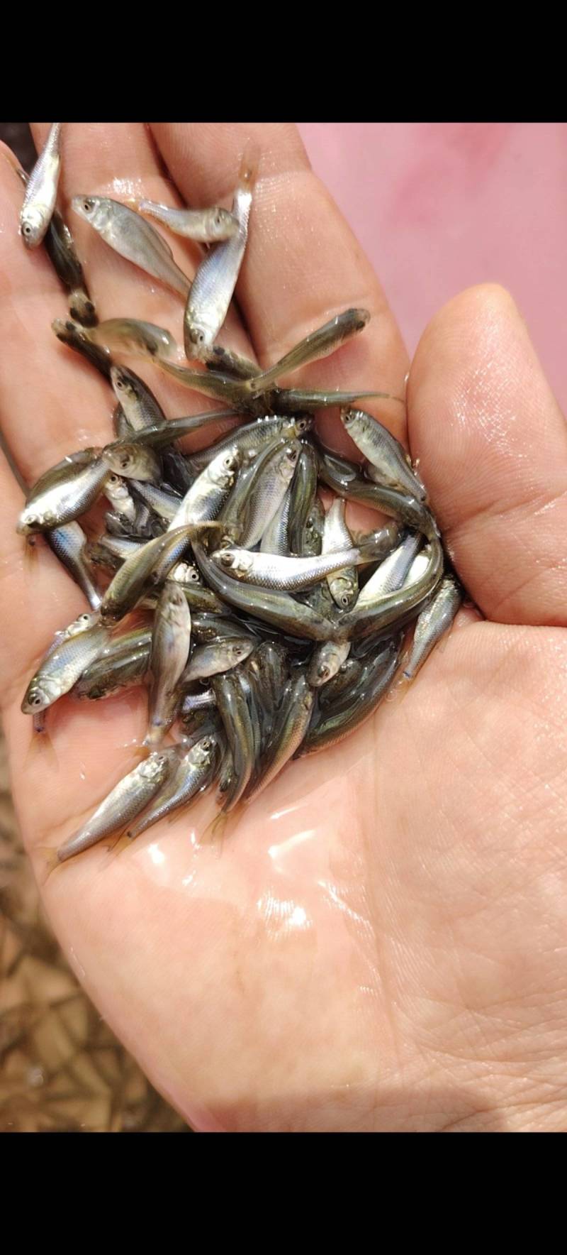 土鲮粒鱼苗