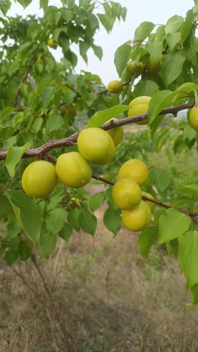 山东泰安珍珠油杏