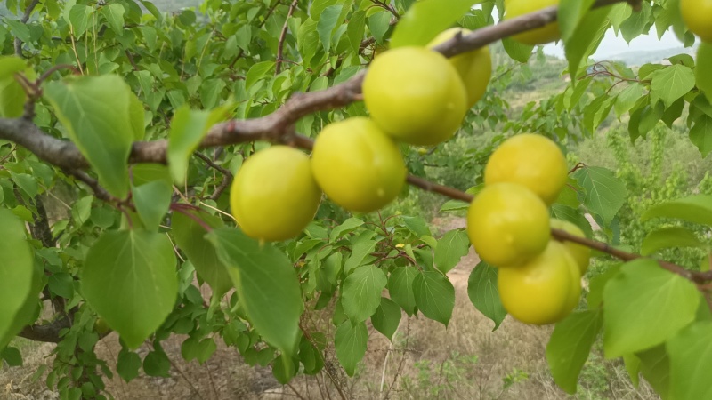 山东泰安珍珠油杏