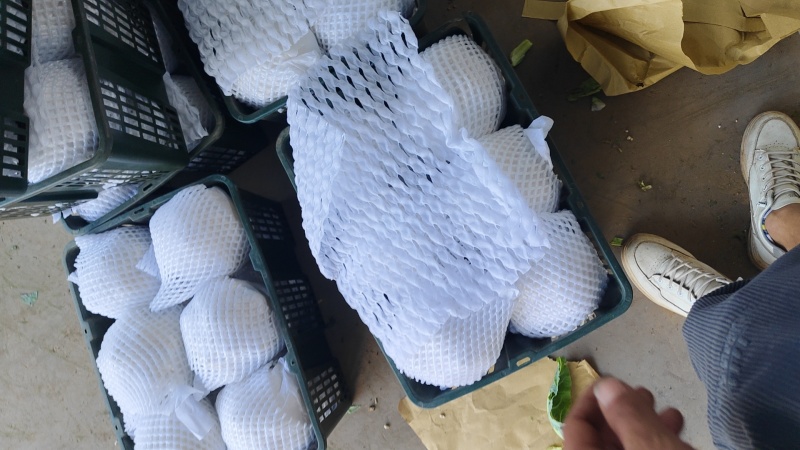 白实花大量上市可供平台，商超，加工厂社区团购