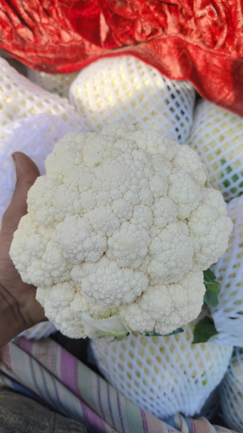 白实花大量上市可供平台，商超，加工厂社区团购