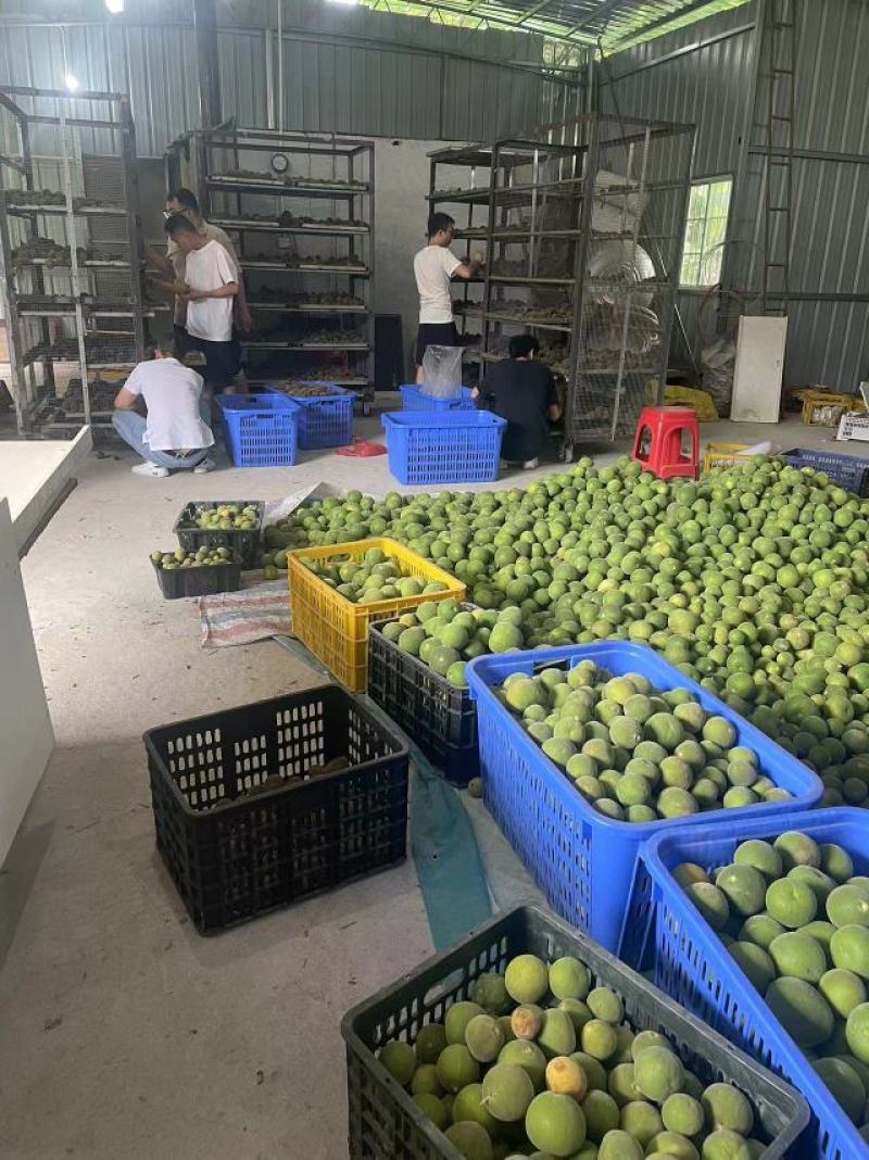 正宗产地化州橘红，个个都是毛茸茸的大量批发规格齐全