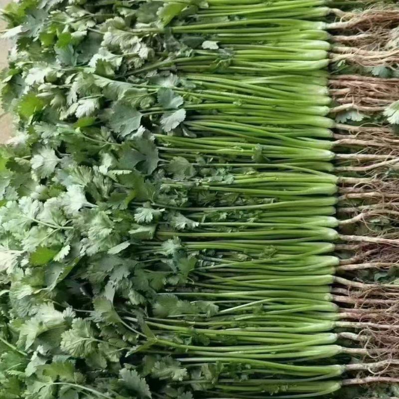 【甄选】香菜大叶香菜大量供应产地直发一手货源量大从优