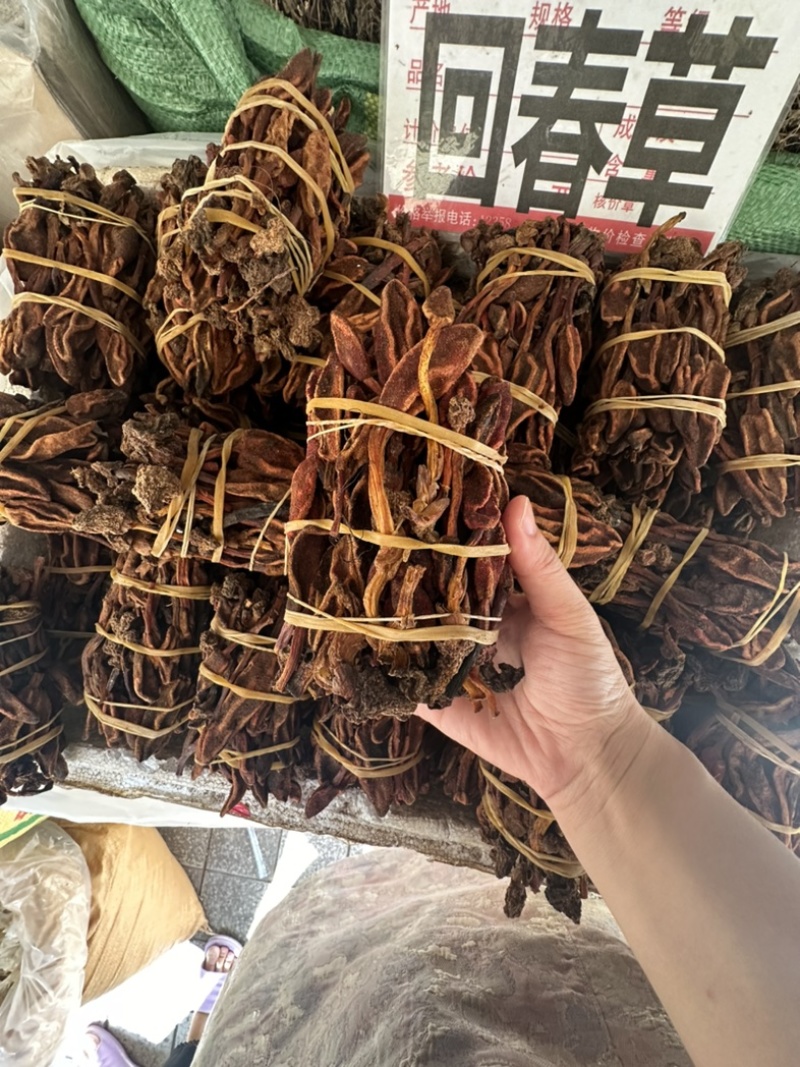 回春草，235克至300之间一扎，特价🉐66元，包邮