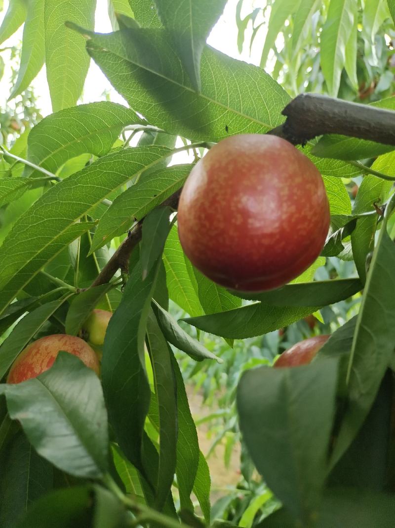 中油27号油桃