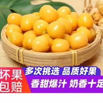 【精选】辽宁黄菇娘果，灯笼果，对接全国，可视频看货，量大